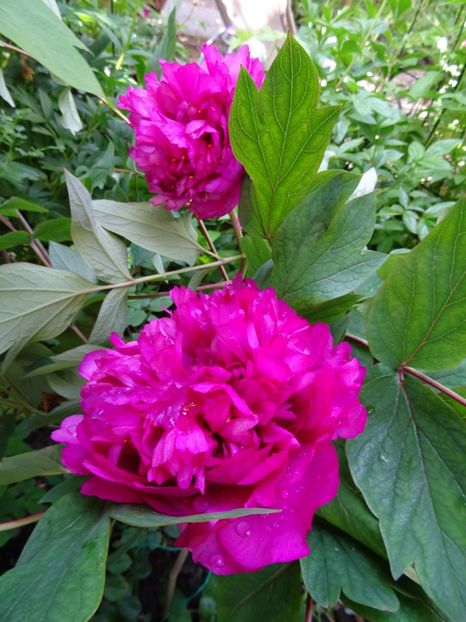 arbustiv parfumat - Bujori