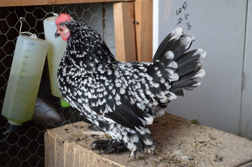 negru bobat cu alb - b Mii de flori negru bobat cu alb