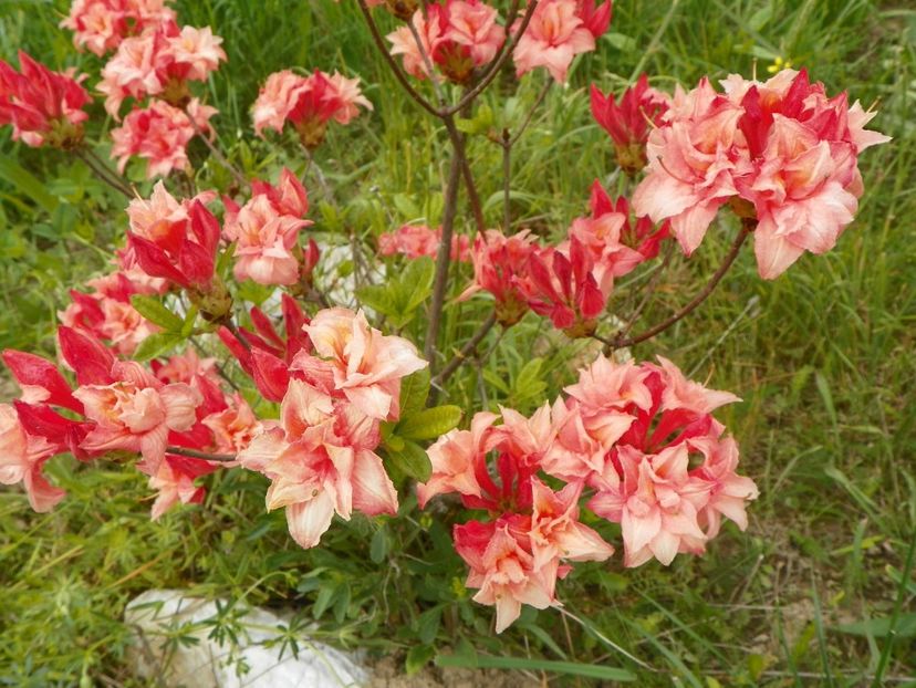 mai frumoasa ca niciodata - z-Dobarland 2017