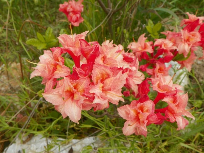 azalea Corneille - z-Dobarland 2017