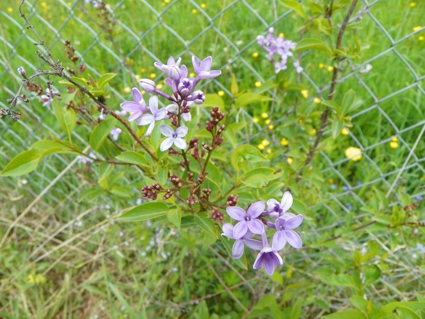syringa chinensis - z-Dobarland 2017