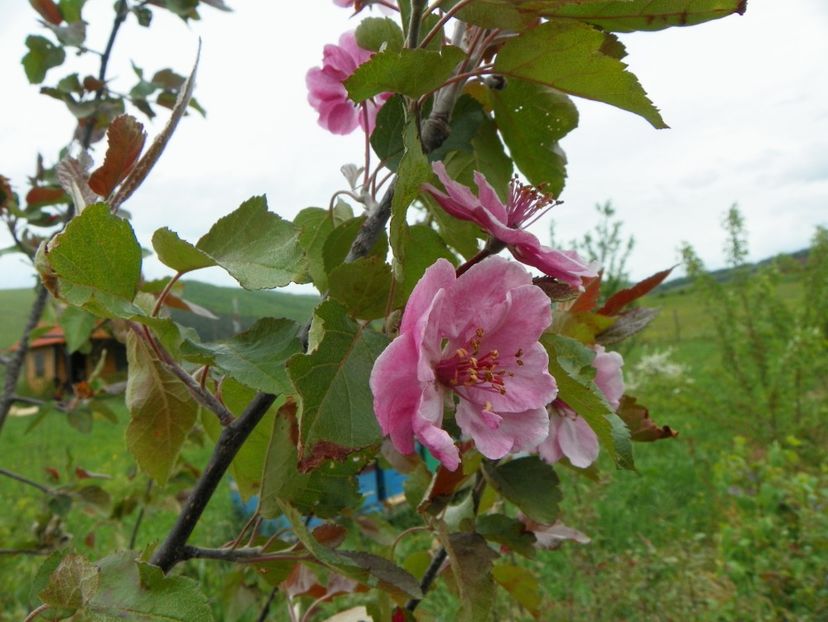 malus Brandywine - z-Dobarland 2017