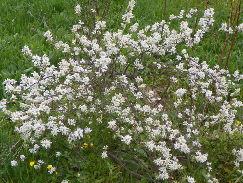 exochorda The Bride - z-Dobarland 2017