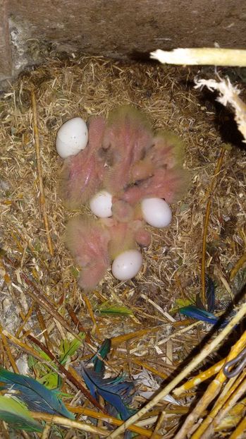 20170513_111023 - Calugari- pui