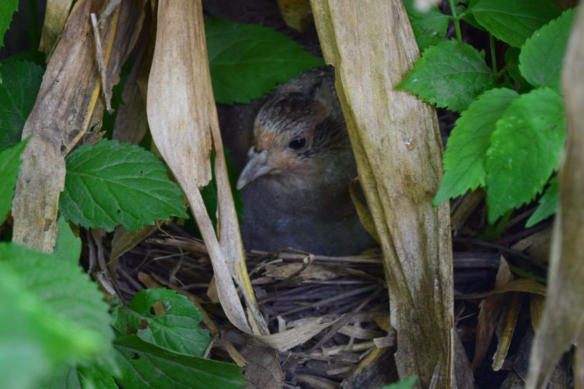  - POTARNICHI COMUNE PERDIX PERDIX