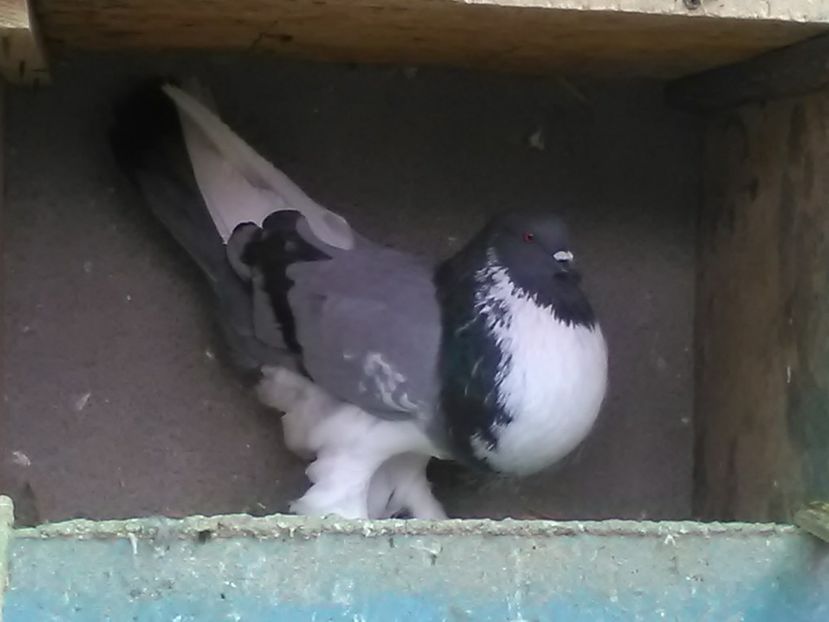  - Gusati de Pomerania