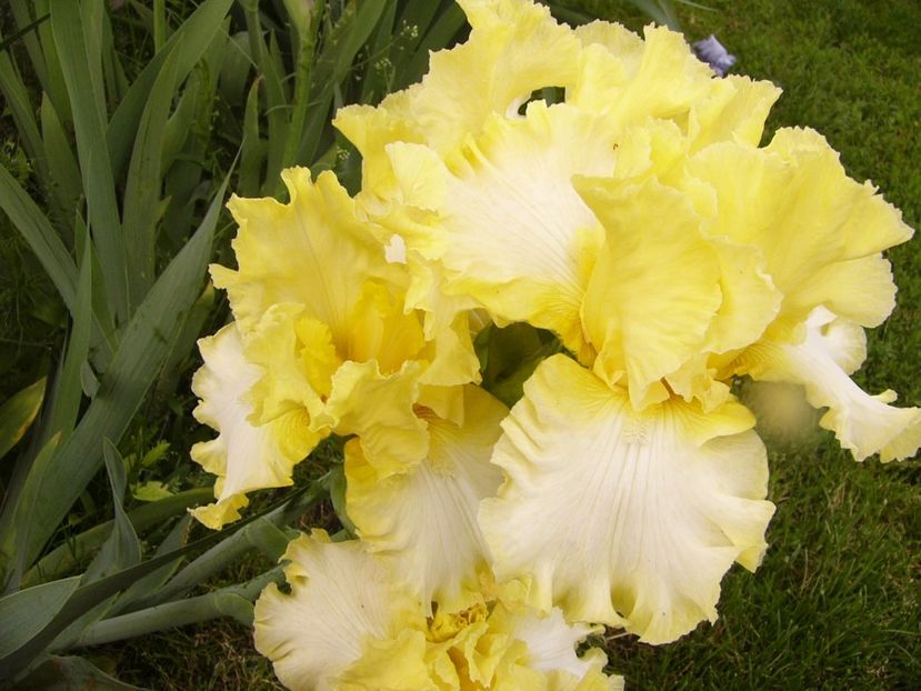 P1310759 - ANUL 2017 III