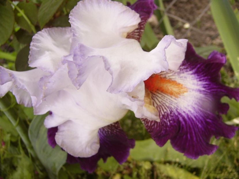 P1310773 - ANUL 2017 III