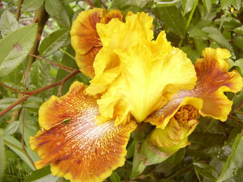 P1310776 - ANUL 2017 III