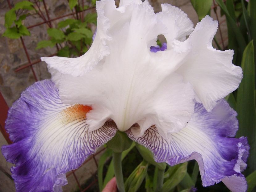 P1310806 - ANUL 2017 IV