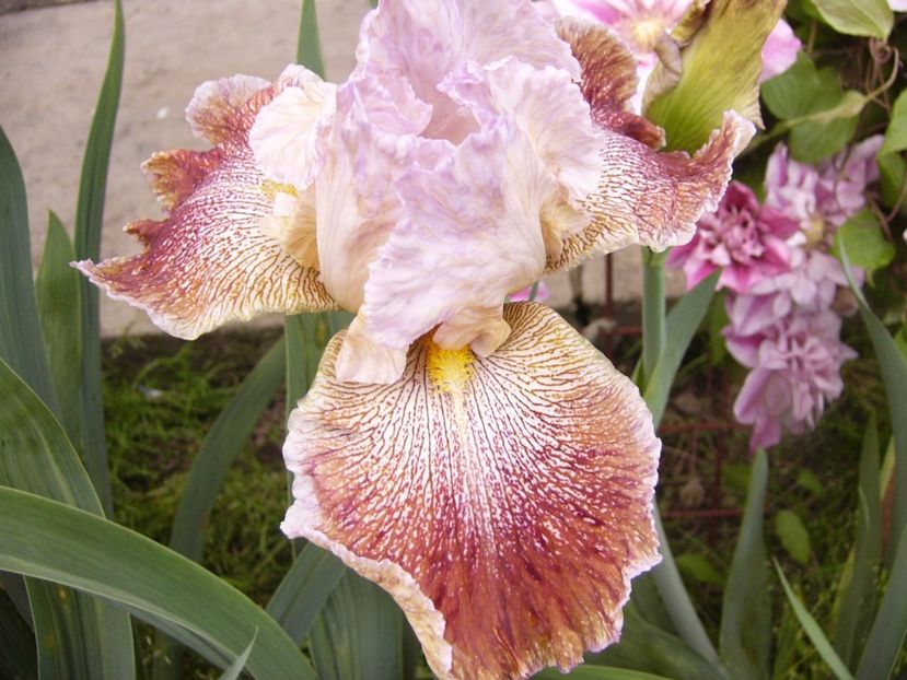 Iris Owyhee Desert - ANUL 2017 IV