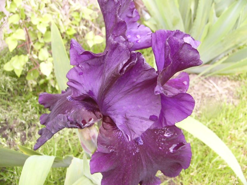 P1310833 - ANUL 2017 IV