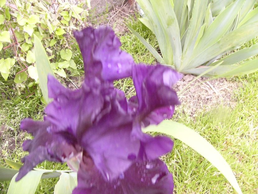 P1310834 - ANUL 2017 IV