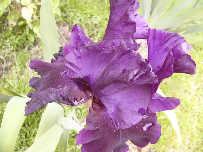 P1310836 - ANUL 2017 IV