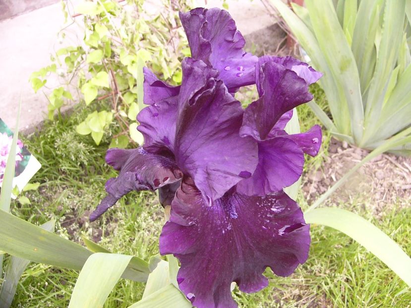 P1310838 - ANUL 2017 IV