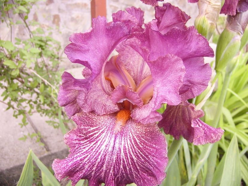 P1310841 - ANUL 2017 IV