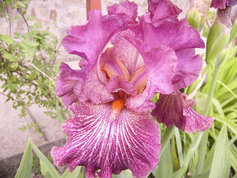 P1310842 - ANUL 2017 IV