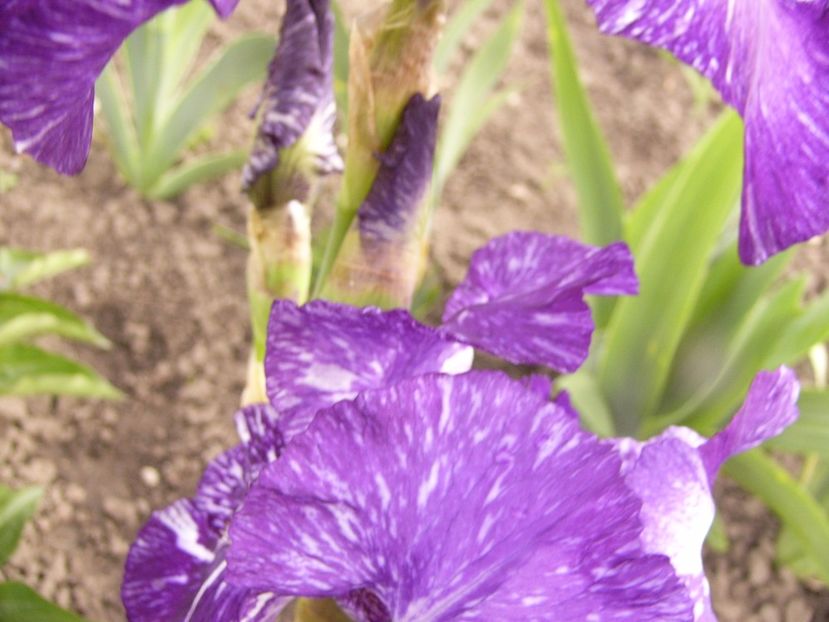 P1310857 - ANUL 2017 IV