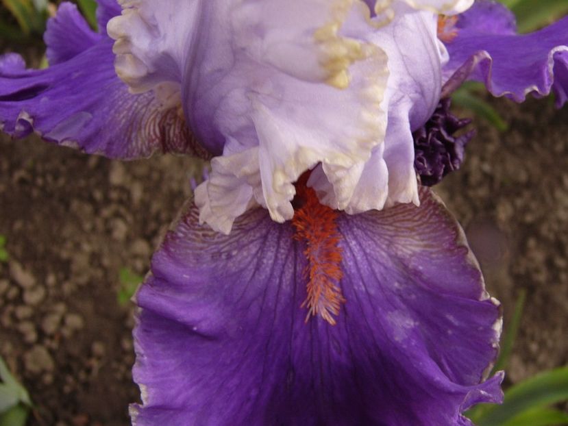 P1310863 - ANUL 2017 IV