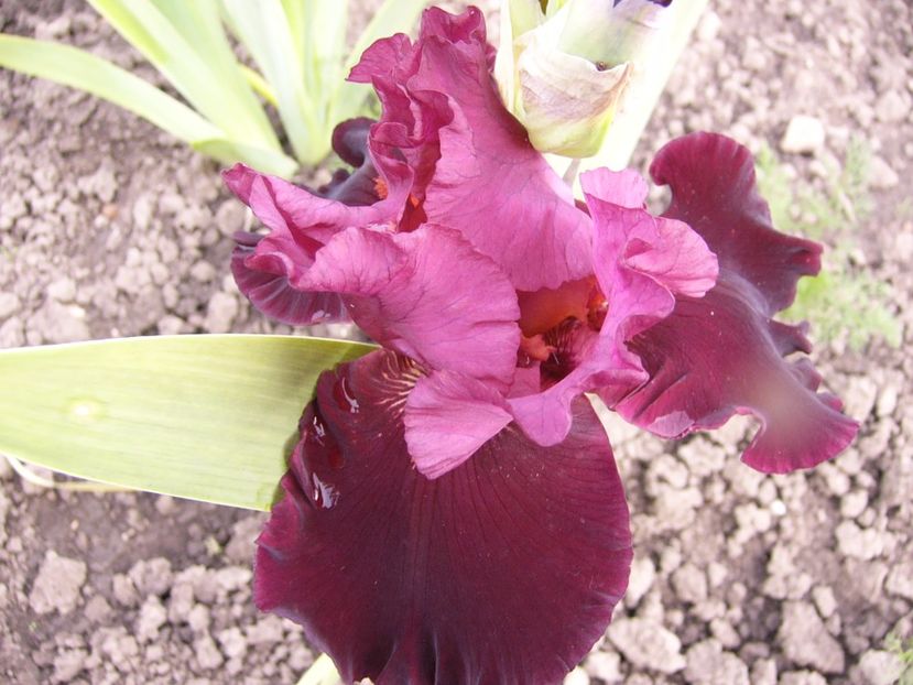 P1310870 - ANUL 2017 IV