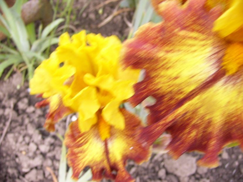 P1310895 - ANUL 2017 IV