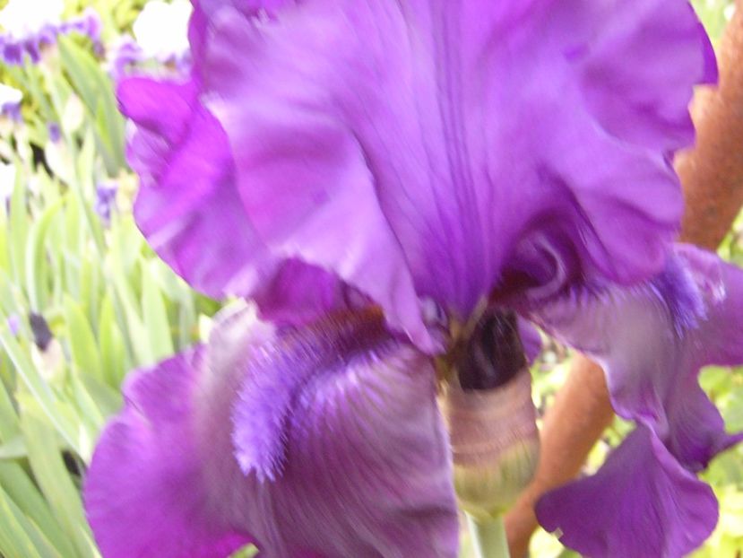 P1310899 - ANUL 2017 IV