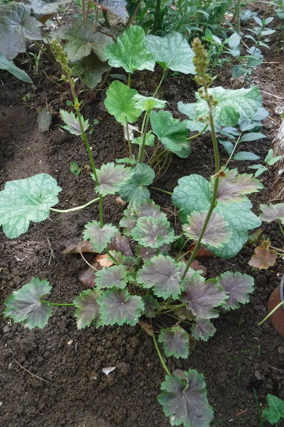  - Heuchera hosta si altele