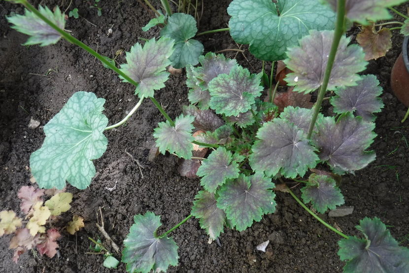  - Heuchera hosta si altele