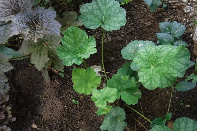  - Heuchera hosta si altele