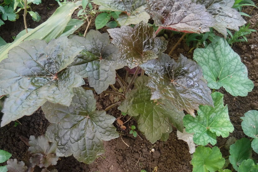  - Heuchera hosta si altele