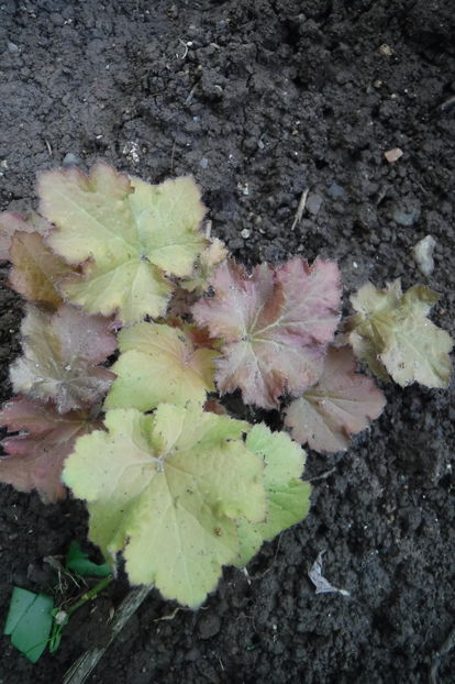  - Heuchera hosta si altele