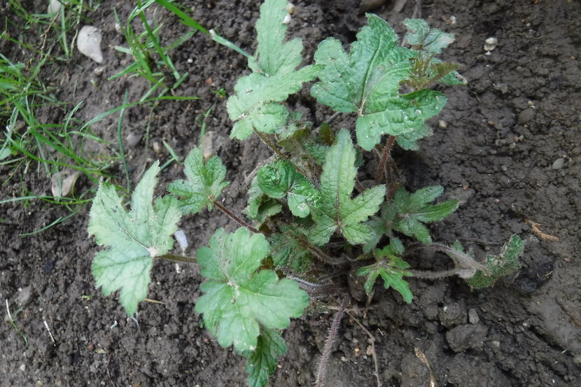  - Heuchera hosta si altele