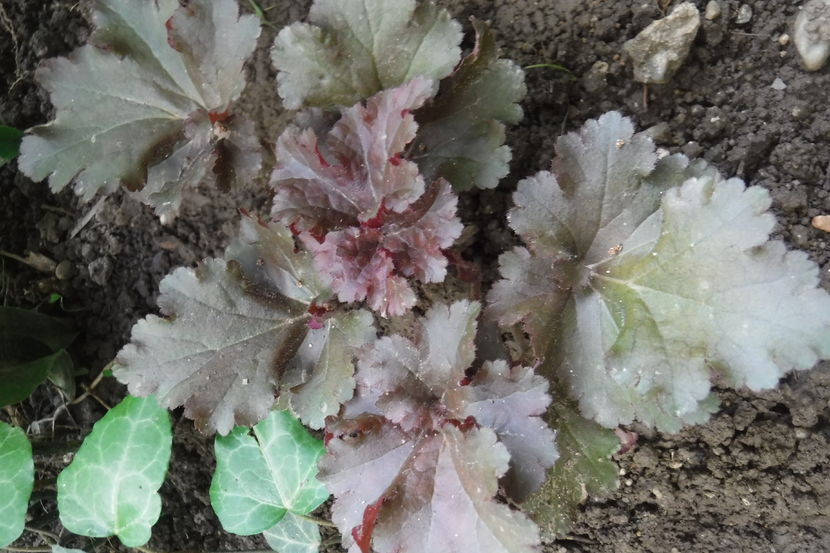  - Heuchera hosta si altele