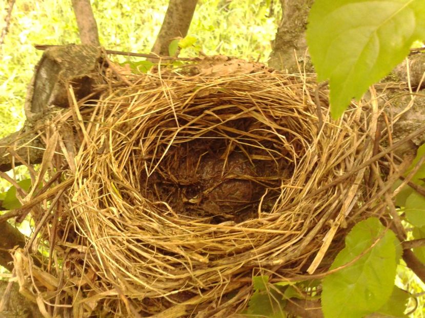 .......la doua gradini distanta de primul cuib - AAAA__CUIB MIERLA 1 2017