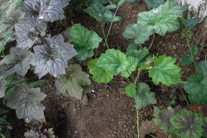  - Heuchera hosta si altele