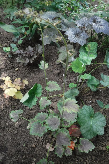  - Heuchera hosta si altele