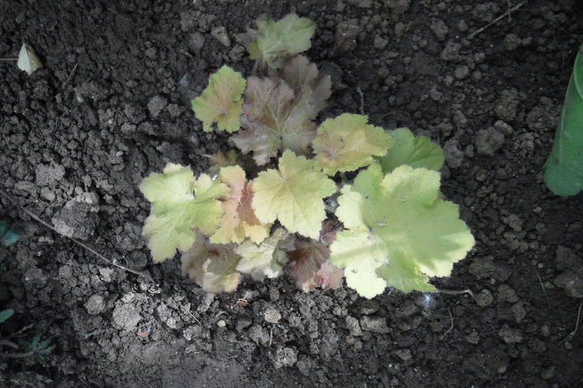  - Heuchera hosta si altele