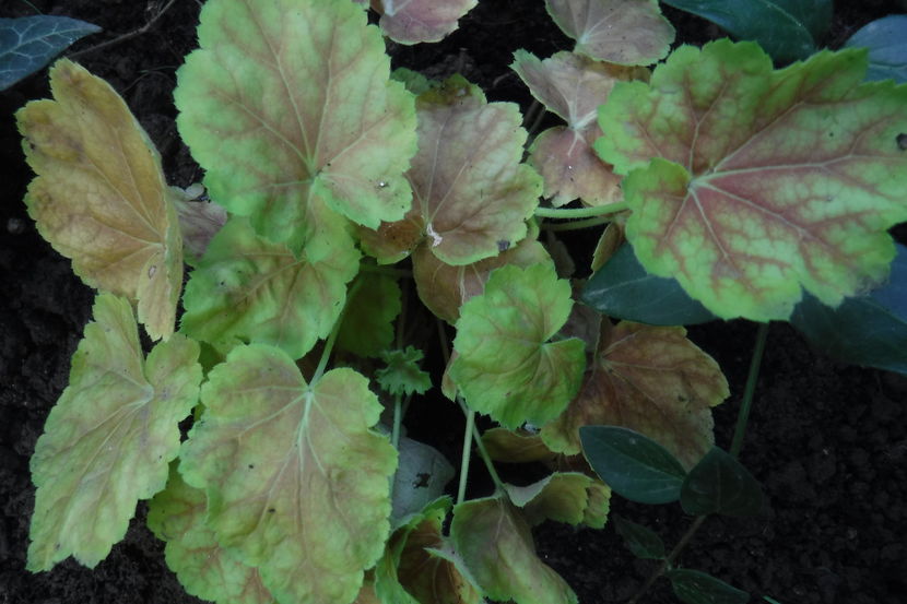  - Heuchera hosta si altele