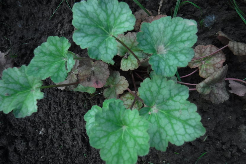  - Heuchera hosta si altele
