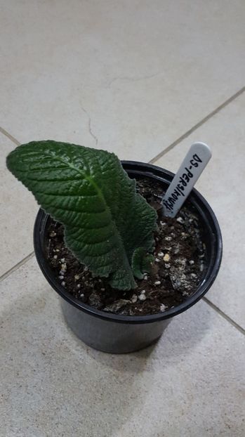  - streptocarpus
