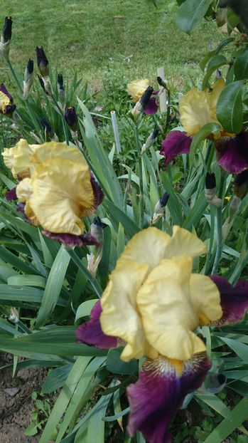  - Gradina primavara 2017