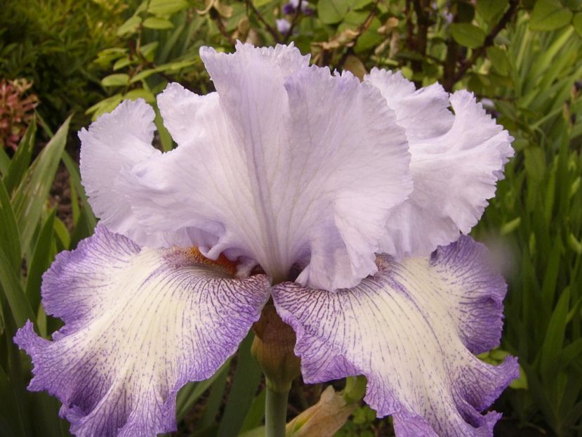 P1320006 - ANUL 2017 IV