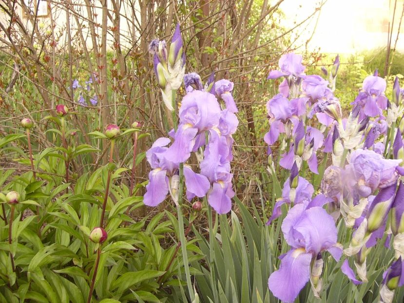 Iris Palida Dalmatica - ANUL 2017 IV