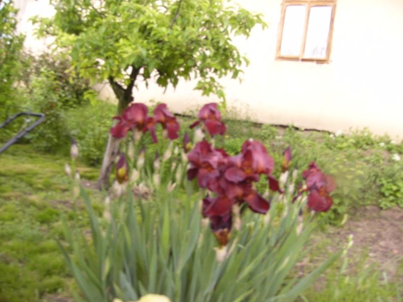 Iris Sultan,s Pallace - ANUL 2017 IV