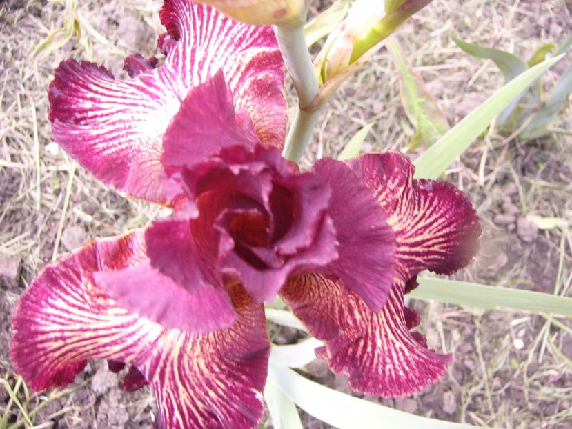 Iris Double Vision.... - ANUL 2017 IV