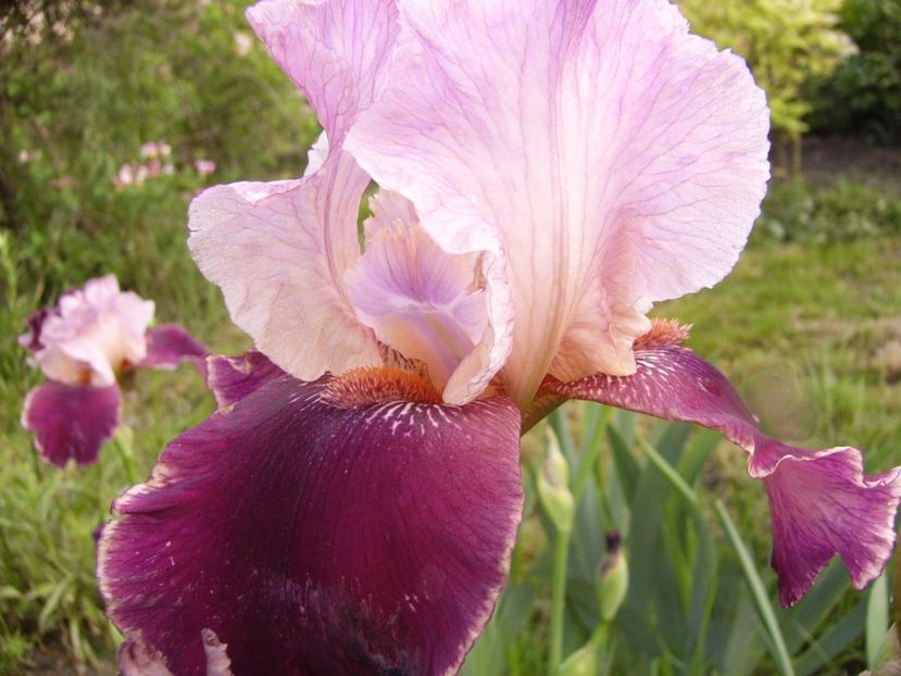 P1320078 - ANUL 2017 IV