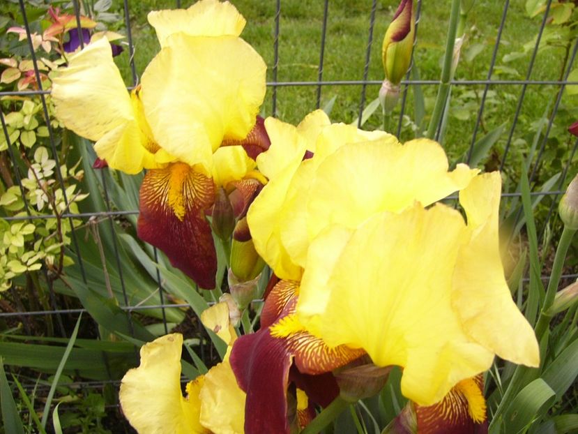 P1320085 - ANUL 2017 IV