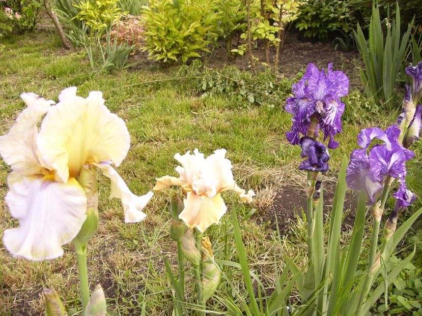 P1320092 - ANUL 2017 IV