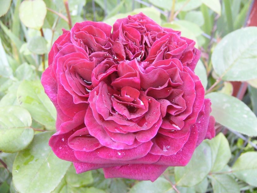 Rosa Dimov - ANUL 2017 IV