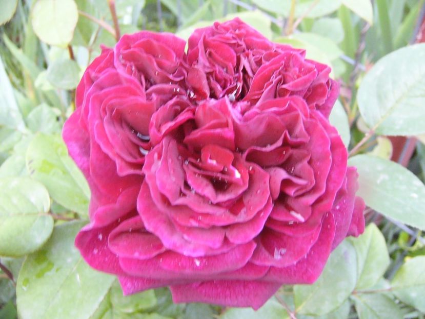 Rosa Dimov - ANUL 2017 IV